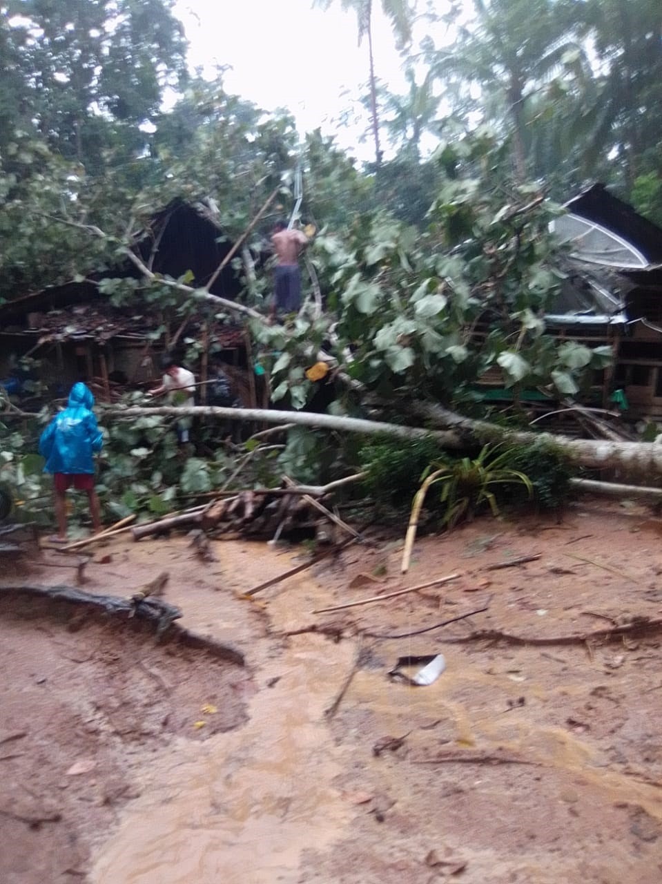 03012020_Pohon_tumbang_kaliharjo.jpg