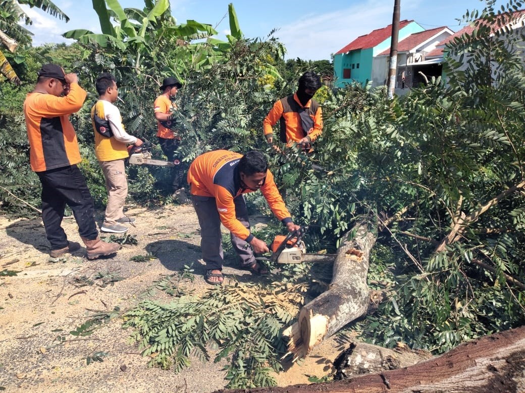 14012020_Pohon_Tumbang_Ngombol.jpg
