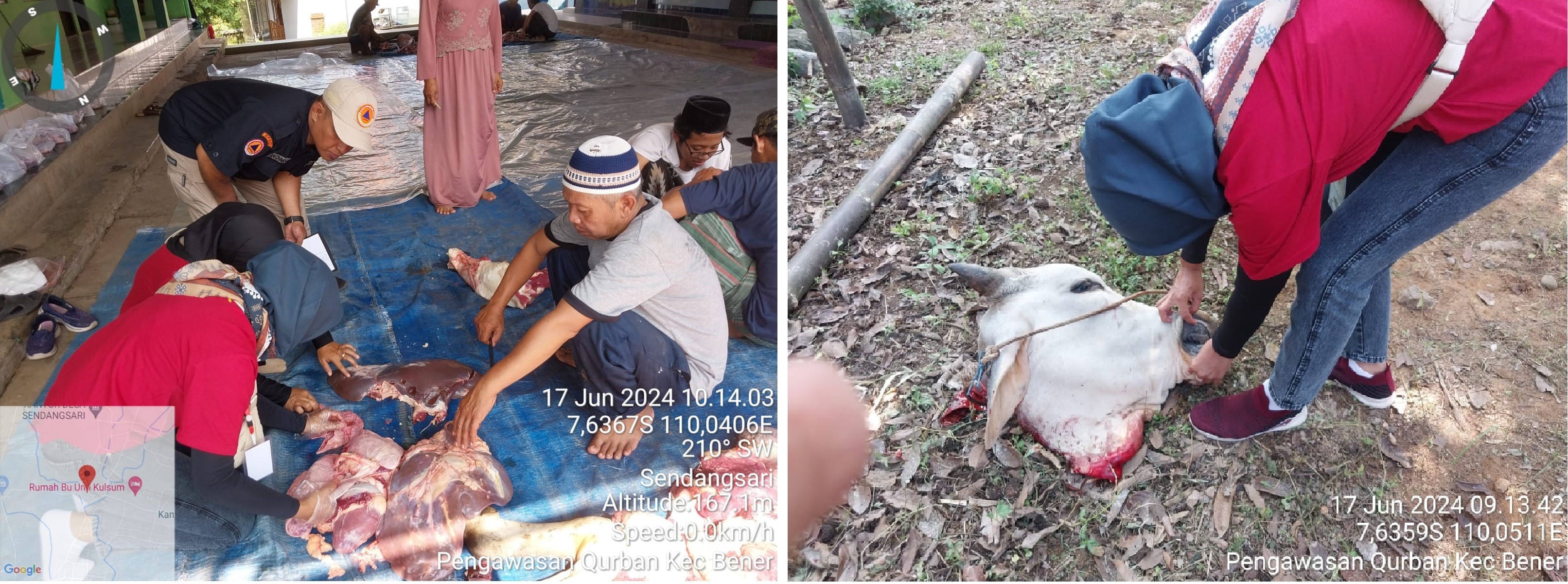 KEGIATAN MONITORING, PEMERIKSAAN DAN PENGAWASAN PENYEMBELIHAN, PENGOLAHAN HEWAN KURBAN DI KECAMATAN BENER