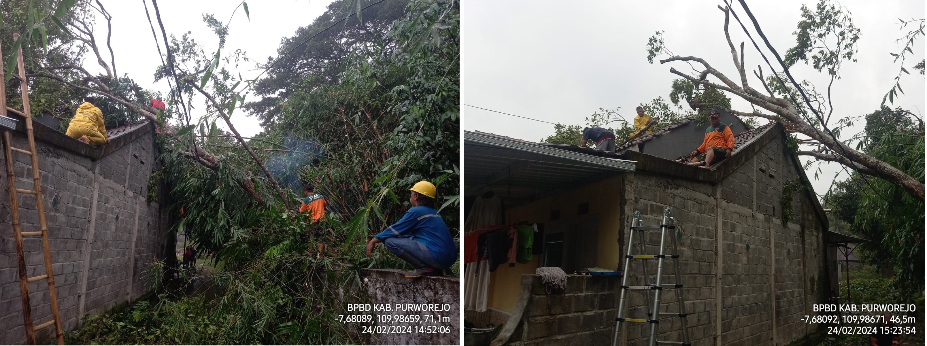 POHON SALAM TUMBANG MENIMPA ATAP RUMAH WARGA DI PERUMAHAN PALAPAN, DESA SEREN