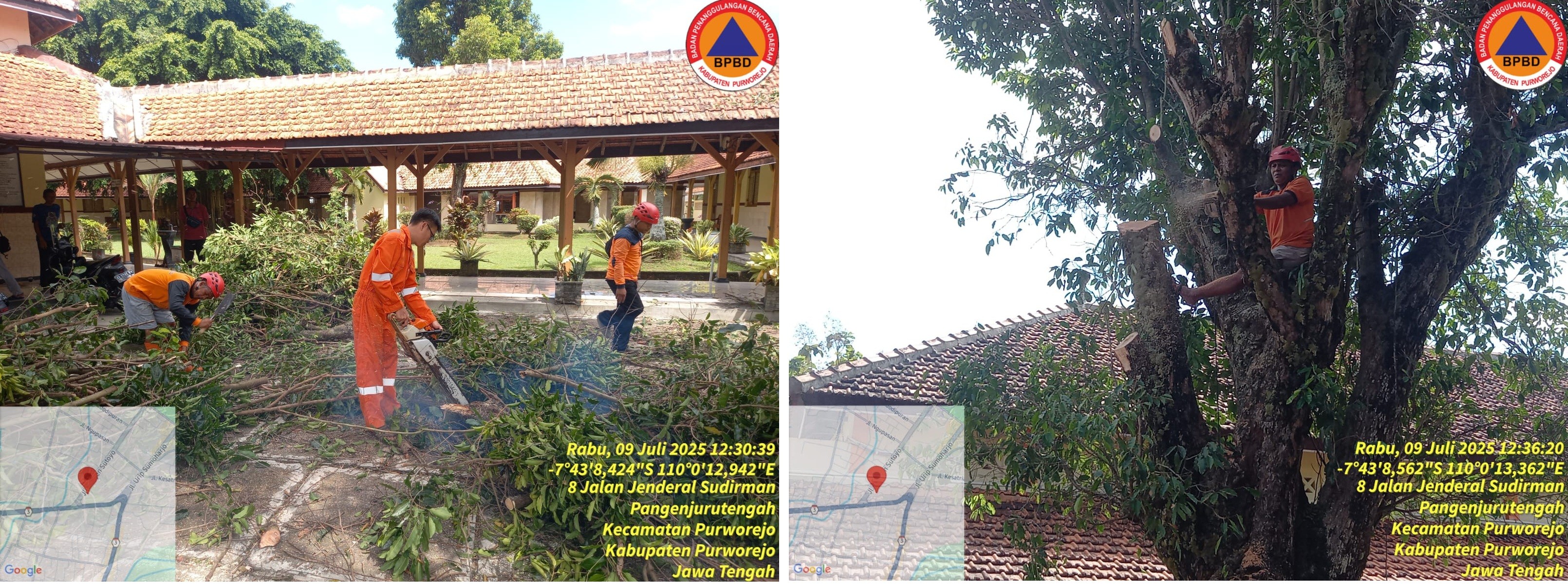 BPBD MELAKSANAKAN PEMOTONGAN POHON TANJUNG SEBAGAI LANGKAH MITIGASI BENCANA ANGIN KENCANG