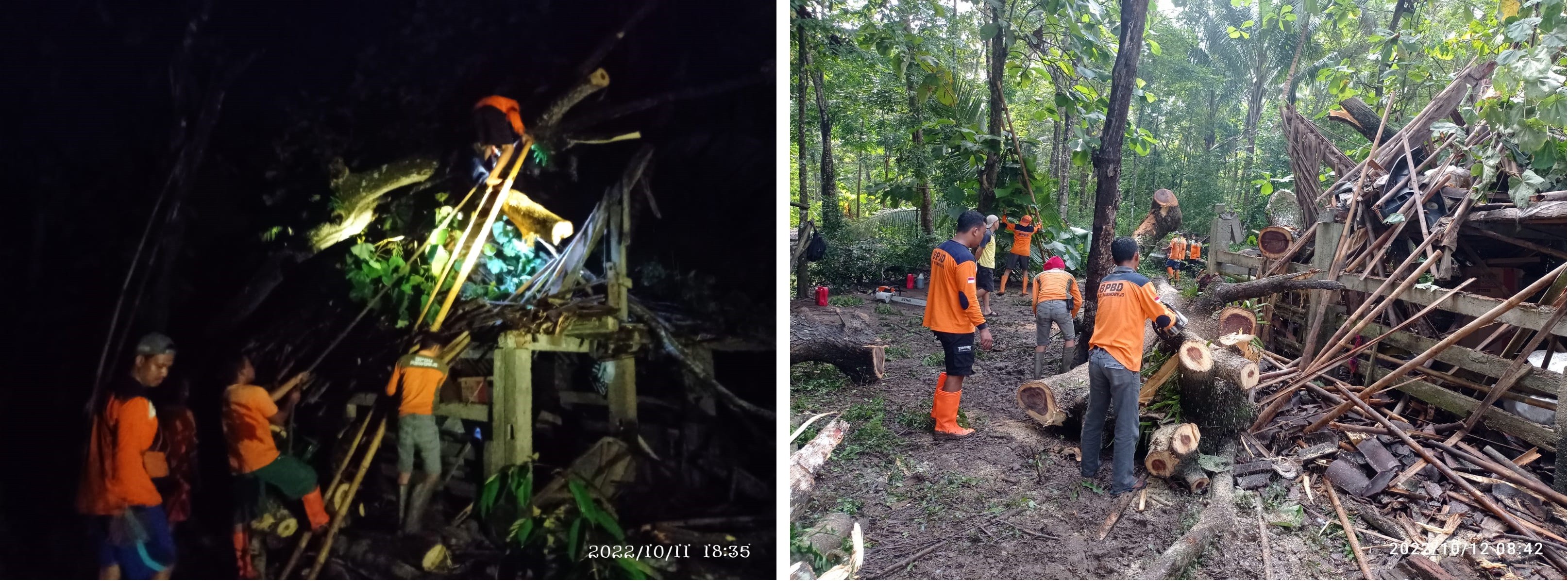 POHON TREMBESI TUMBANG MENIMPA KANDANG DAN RUMAH WARGA