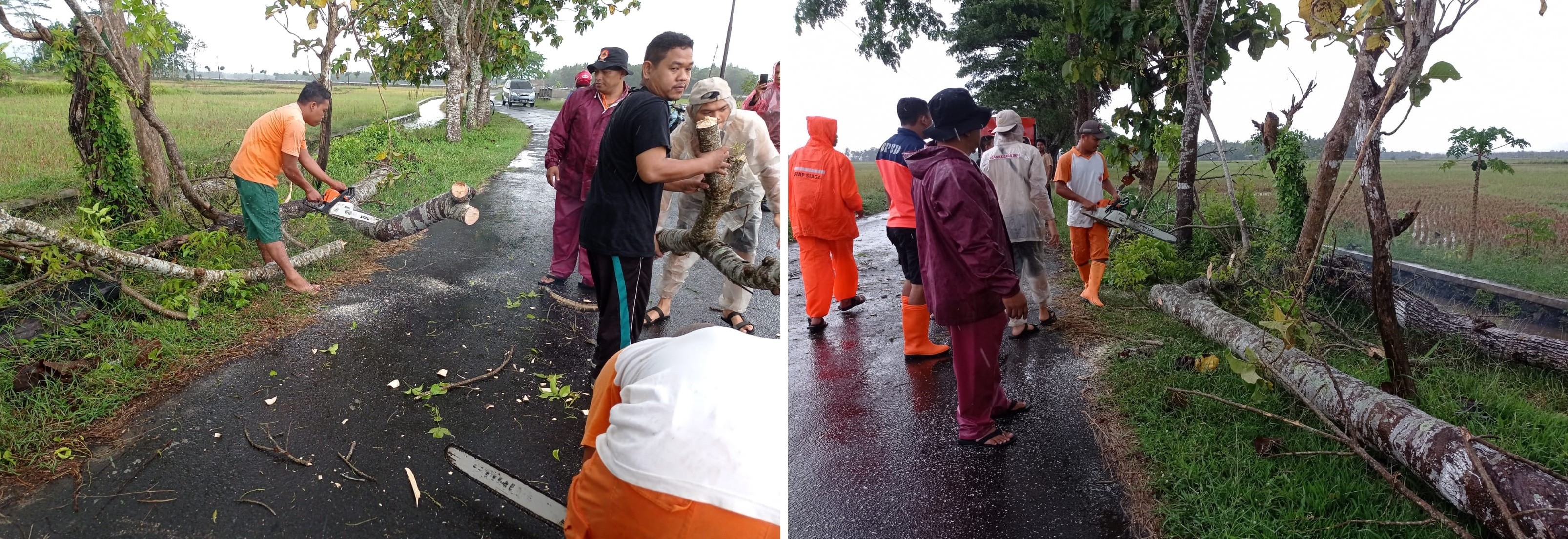 POHON TUMBANG MENUTUP JALAN WANGUNREJO - TEGALREJO