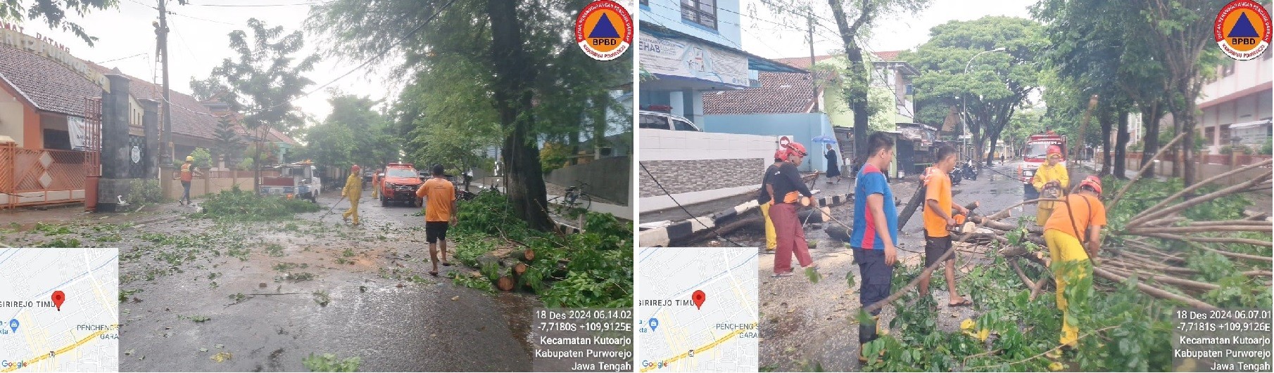 POHON SONO TUMBANG DAN MENUTUP AKSES JALAN MASUK SMP NEGERI 12 PURWOREJO