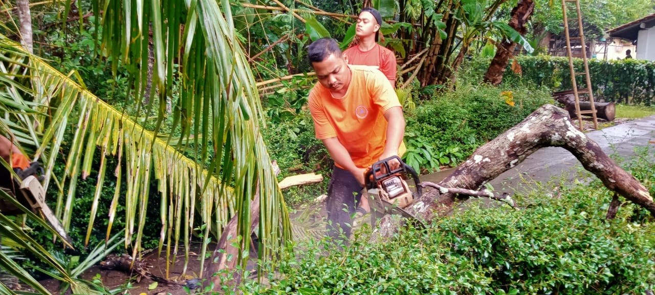 HUJAN DERAS DISERTAI ANGIN AKIBATKAN POHON TUMBANG DI KECAMATAN PURWOREJO