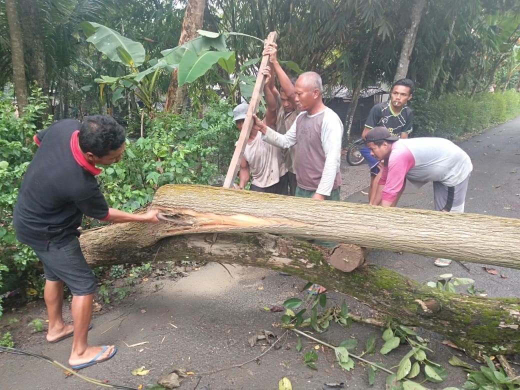 POHON TUMBANG DI KEDUNGMULYO MENUTUP RUAS JALAN DESA