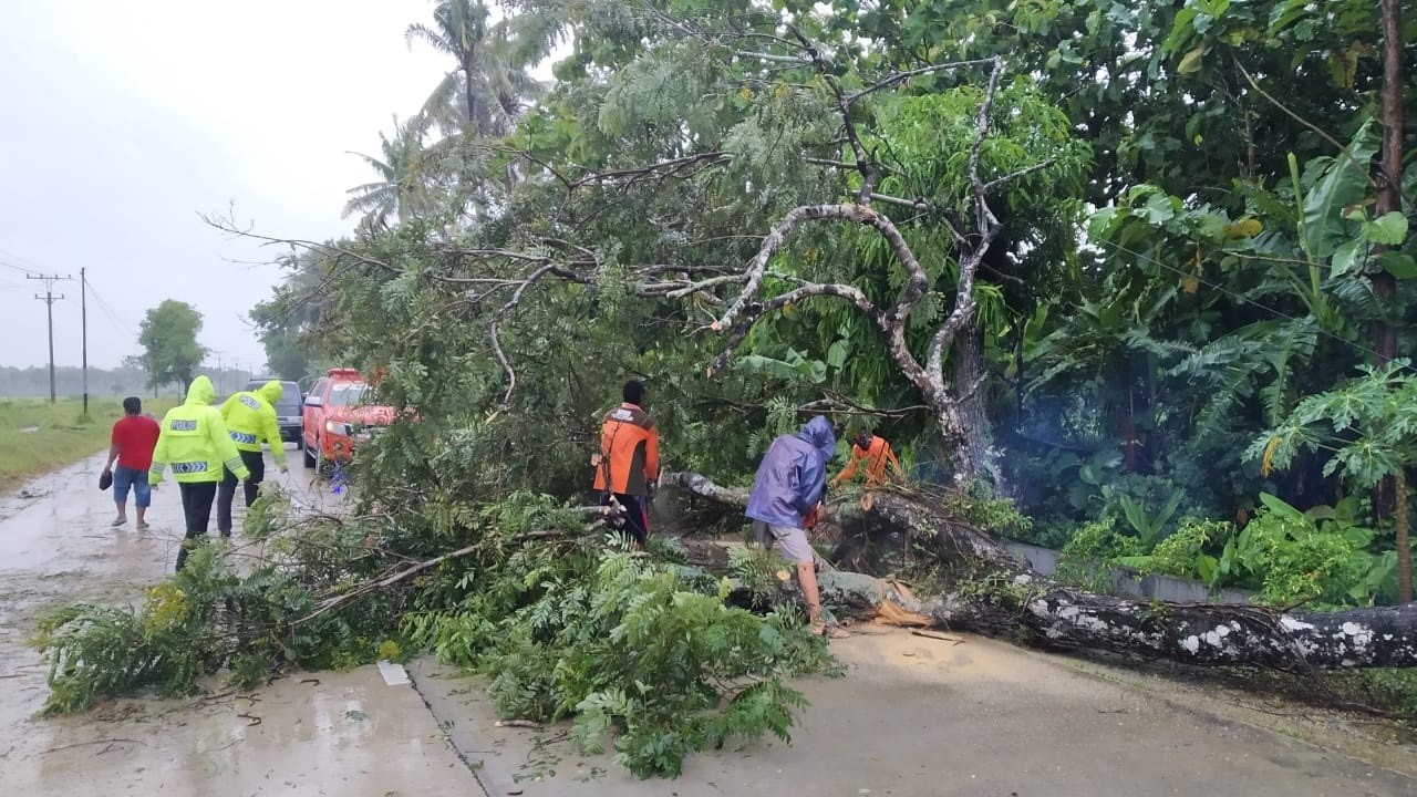 POHON TUMBANG MENGGANGGU RUAS JALAN KUTOARJO