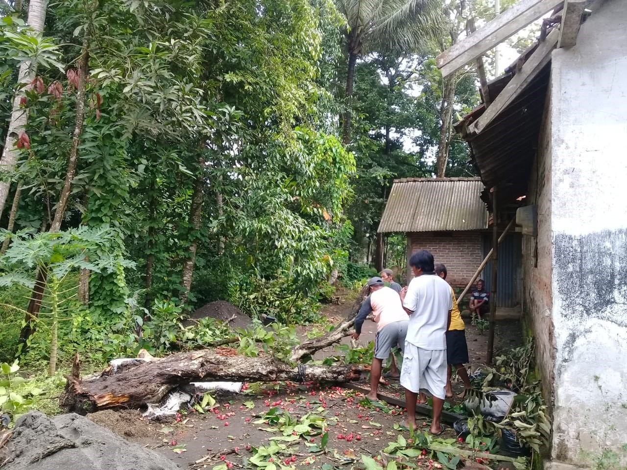 POHON JAMBU TUMBANG MENGENAI ATAP RUMAH WARGA NGOMBOL